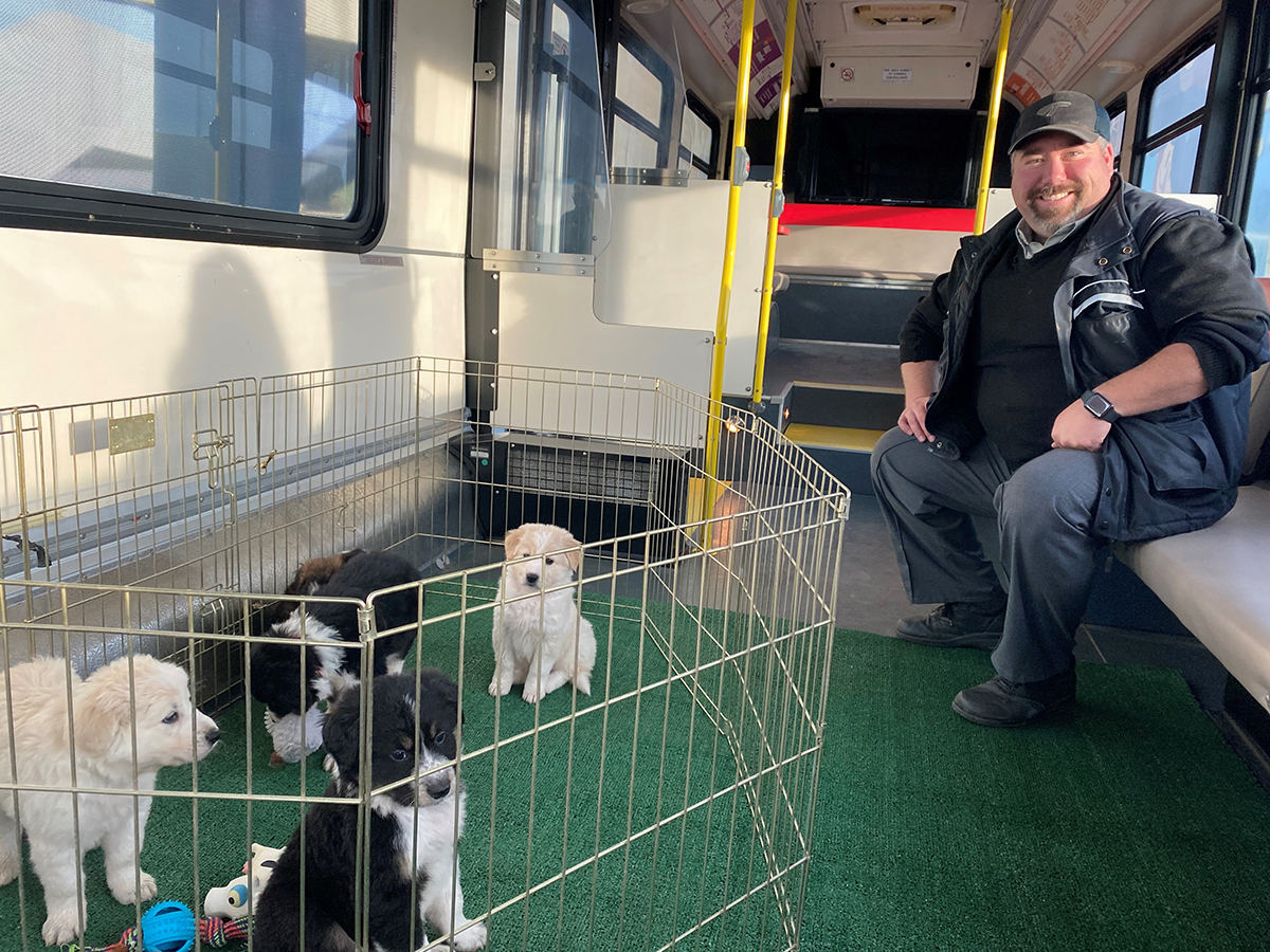 Puppies in a playpen on a bus